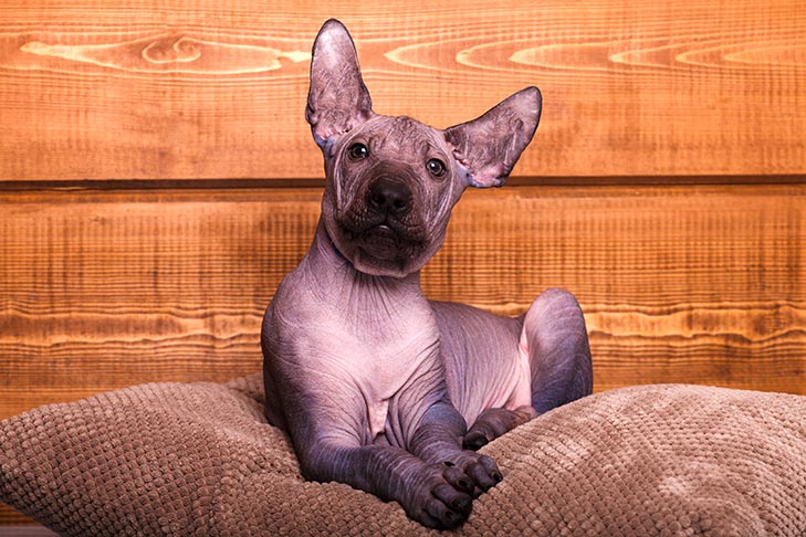 室内で枕の上に横たわるショロイツクイントリの子犬。