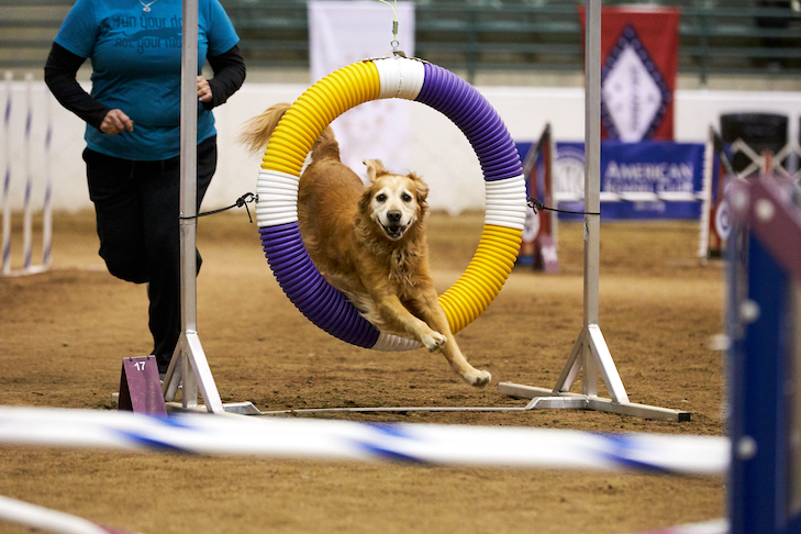 2018 Dog Magazine ナショナル アジリティ チャンピオンシップ アジリティ、2018 年、ゴールデン レトリバー