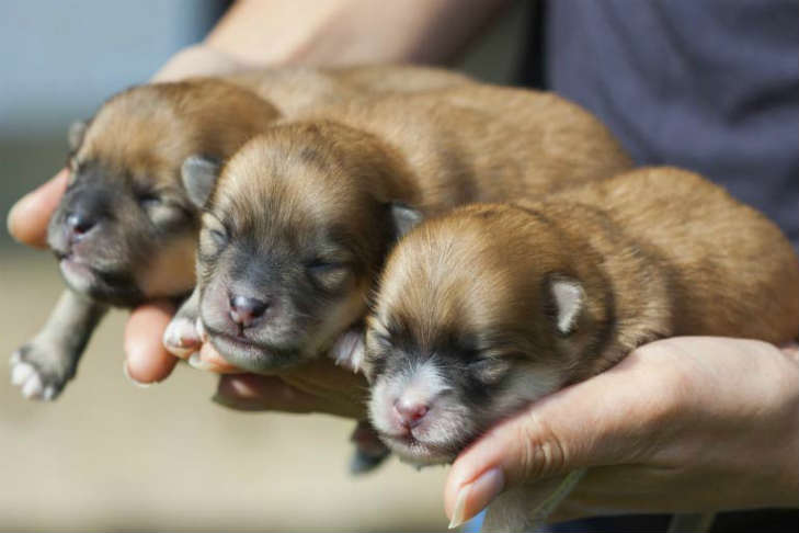 3匹の子犬を手に