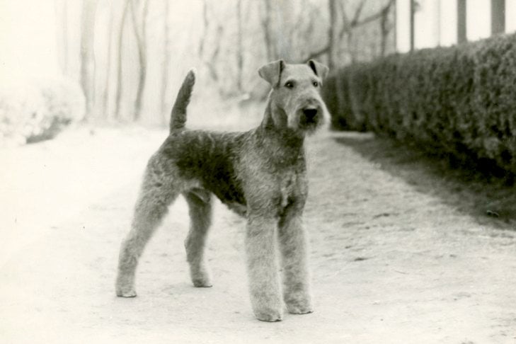 エアデール・テリアの歴史: 犬種の裏側