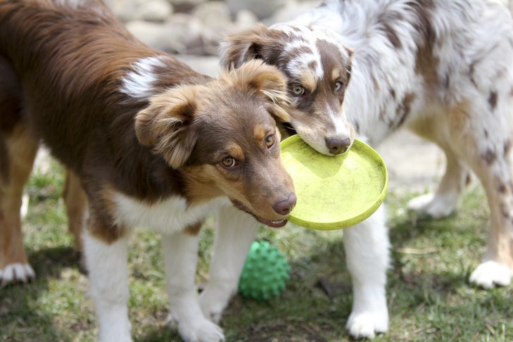 2 頭のオーストラリアン シェパード犬がフリスビーを噛んでいます。