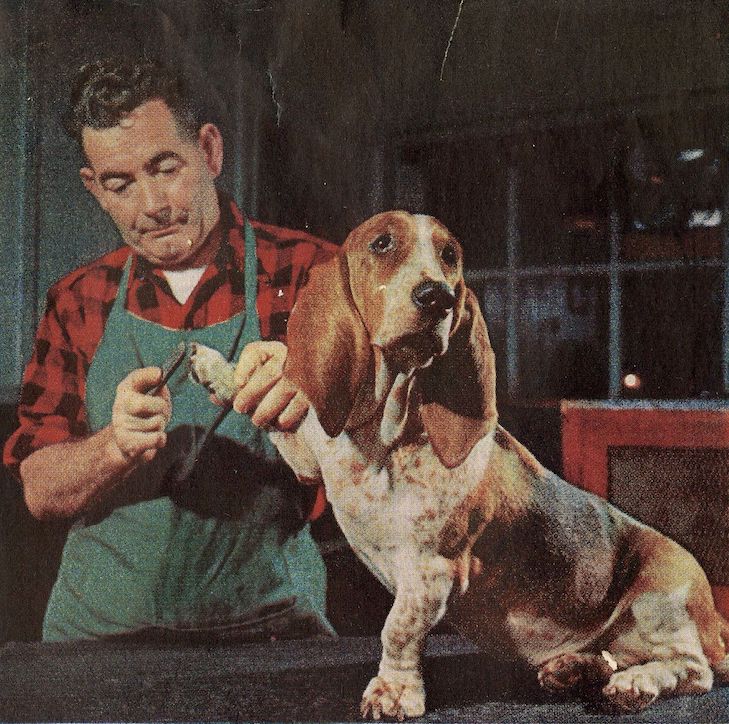 1955年のLIFE誌のトリミング中のバセットの写真