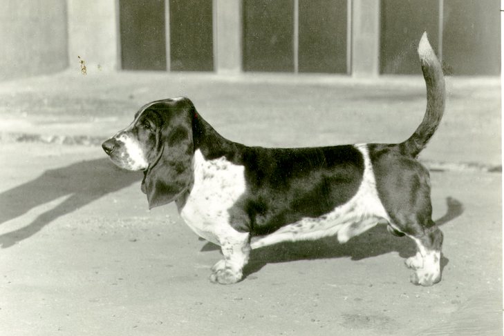 Ch. ジーフェンヤーゲンハイムのレイジーボーンズ、バセットハウンド。 c. 1956年。