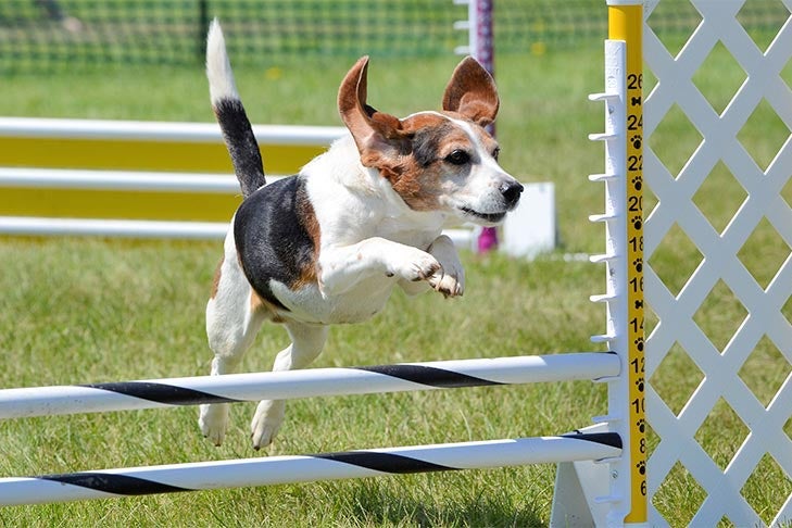 屋外のアジリティーコースでジャンプを飛び越えるビーグル犬。