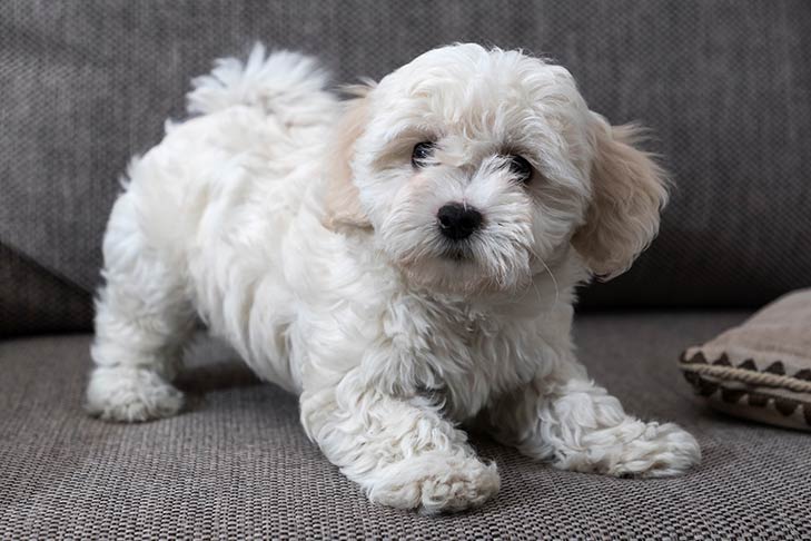 ソファで遊ぶボロネーゼの子犬。