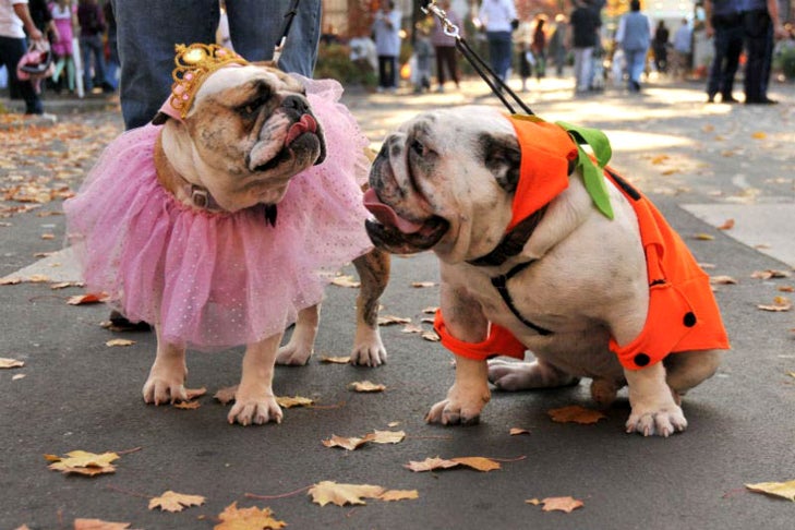 ハロウィーンの衣装を着た 2 匹のブルドッグ