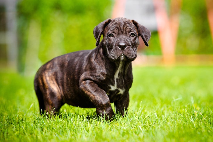草の中を歩くカネコルソの子犬。