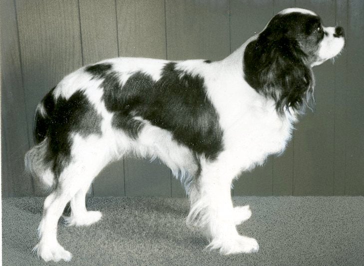 キャバリア・キング・チャールズ・スパニエルの歴史: 犬種の裏側