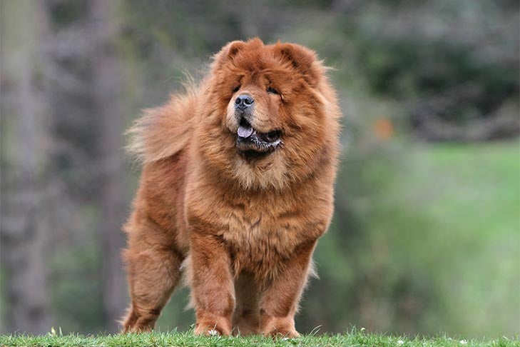 屋外で 4 分の 3 のビューで立っているチャウチャウ。