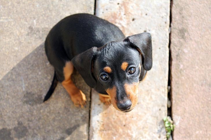 屋外で視聴者をまっすぐ見上げるダックスフントの子犬。
