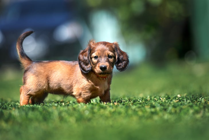 草の中に立つダックスフントの子犬。