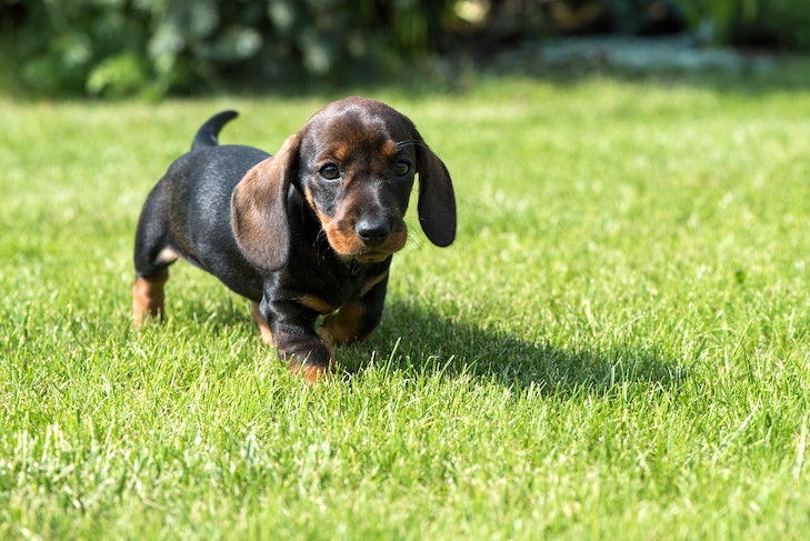 草の中を歩くダックスフントの子犬。