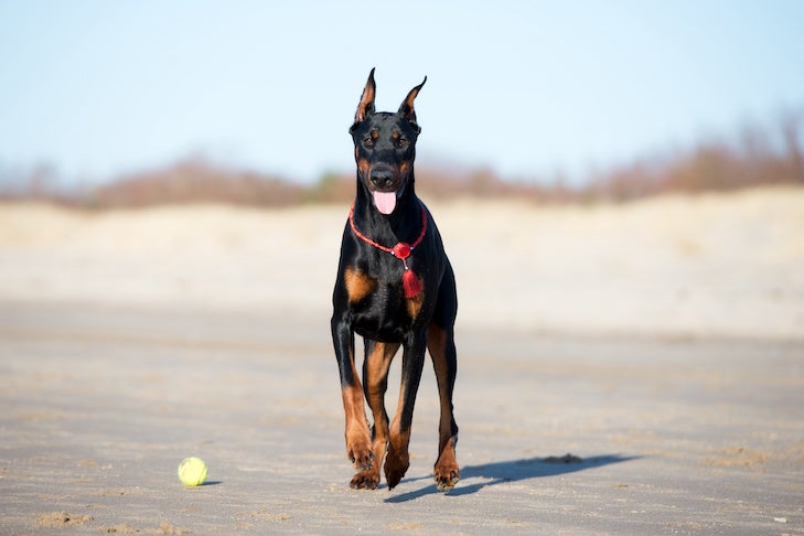 屋外の黒いドーベルマン犬