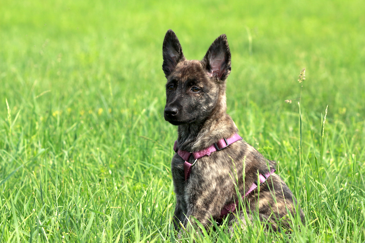 芝生のフィールドでハーネスを身に着けているダッチ シェパードの子犬