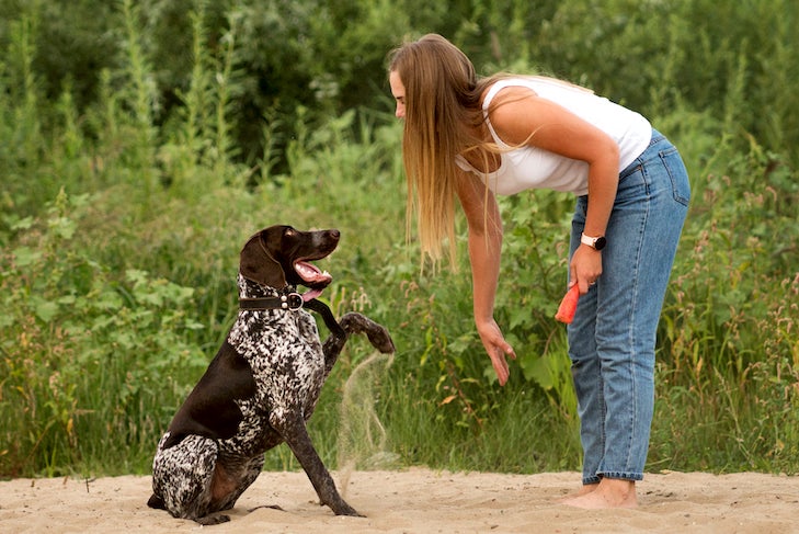 犬の散歩をしている魅力的な女の子。 屋外で楽しく遊びます。 緑を背景に砂浜でジャーマンショートヘアードポインターを訓練する素敵な女性。 友情、ペット、一体感の概念