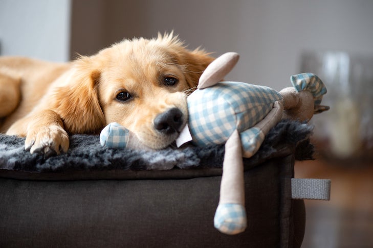 ゴールデンレトリバーの子犬がおもちゃを持って犬用ベッドに横たわっています。