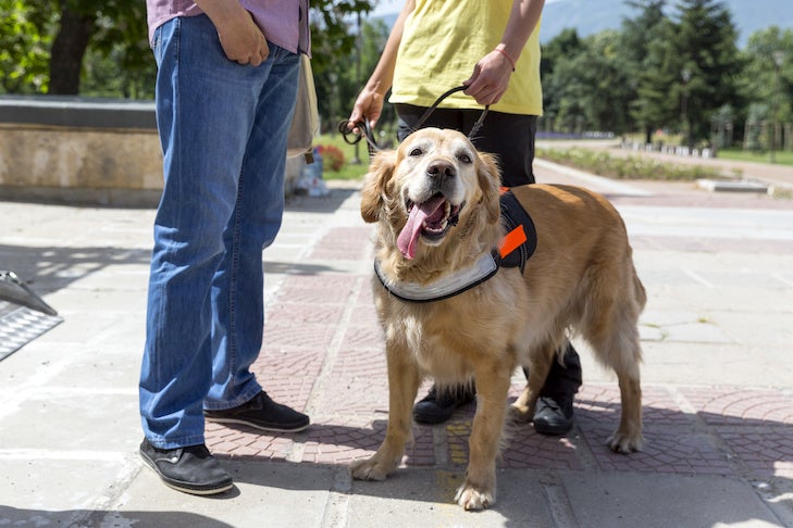 補助犬は、障害のある人を助けたり支援したりするために訓練されています。 多くは補助犬団体やそのハンドラーによって訓練を受けており、多くの場合、専門の訓練士の助けを借りています。