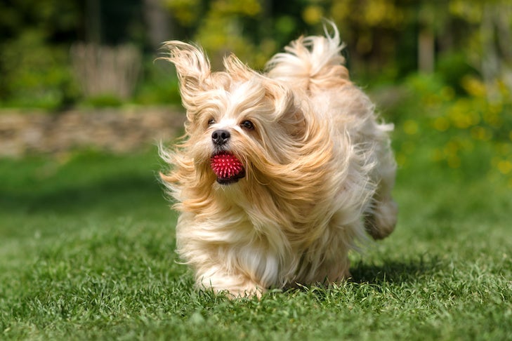 春の庭で遊び心のあるオレンジ色のハバニーズ犬がピンクのボールを口にくわえて走っている