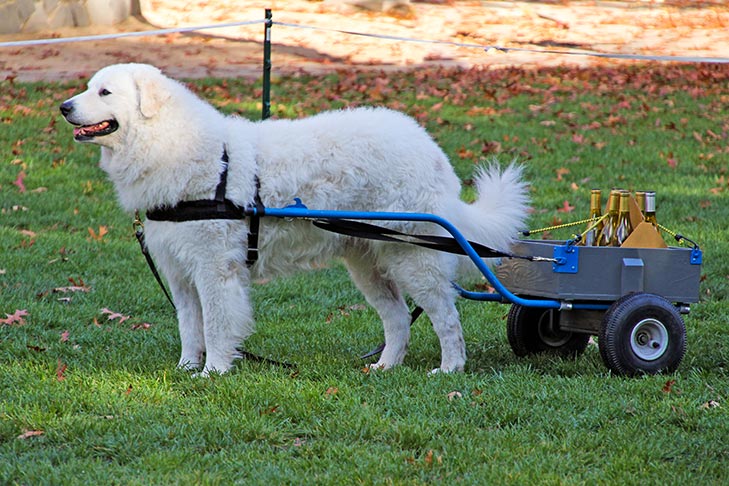 Kuvasz は屋外でカートに接続しました。