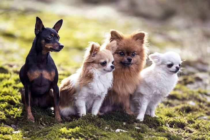 秋の自然の中での犬の写真