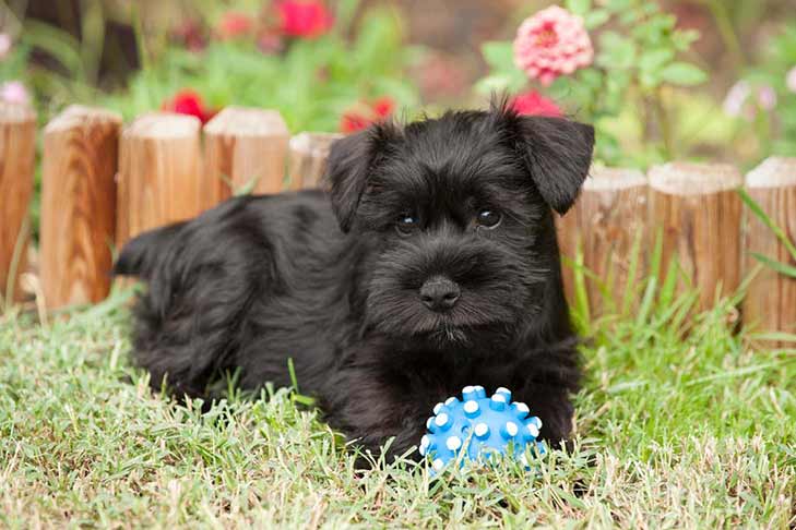 庭でボールを持つミニチュア シュナウザーの子犬。