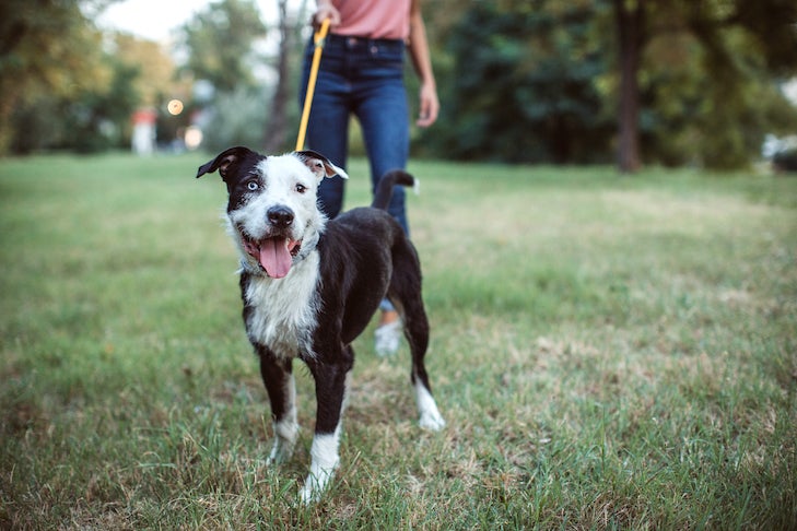 女性が公園で雑種犬を散歩させている。