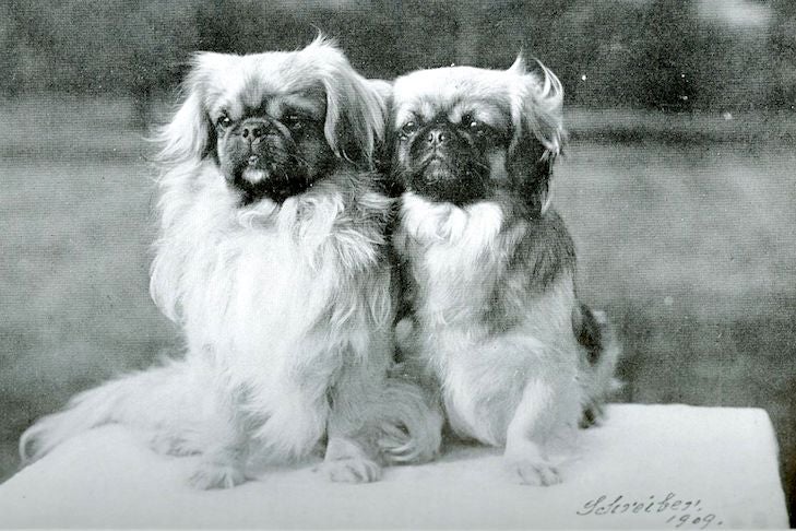 ペキニーズ チェン イェンとジプシー パール。1913 年の犬舎青書に掲載されています。