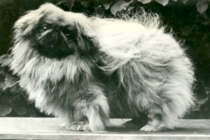 クラマーローのミンシャン・トニ・ツム、ペキニーズ。 c. 1941年