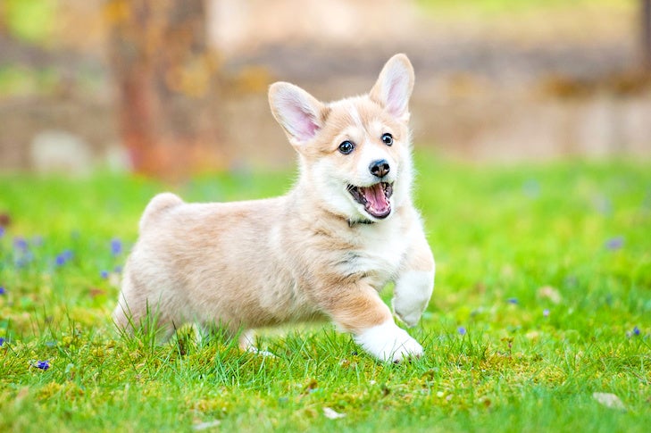 ウェルシュ・コーギー・ペンブロークの子犬が草の上を走って遊んでいます。