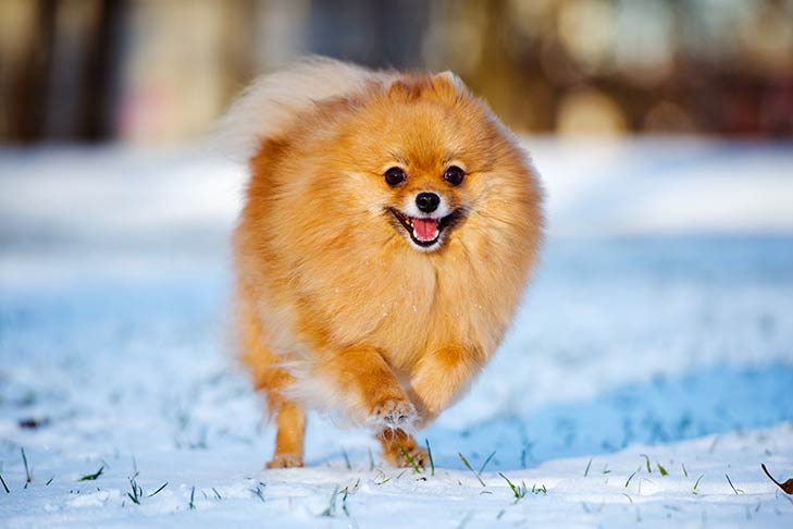 雪の中を走るポメラニアン。