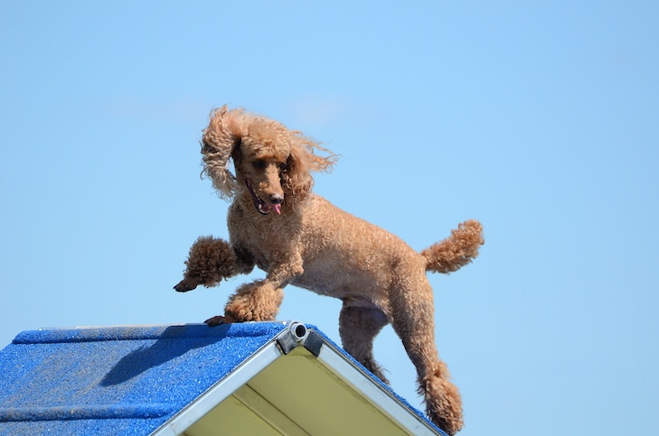 犬の敏捷性試験でAフレームを登るミニチュア・プードル