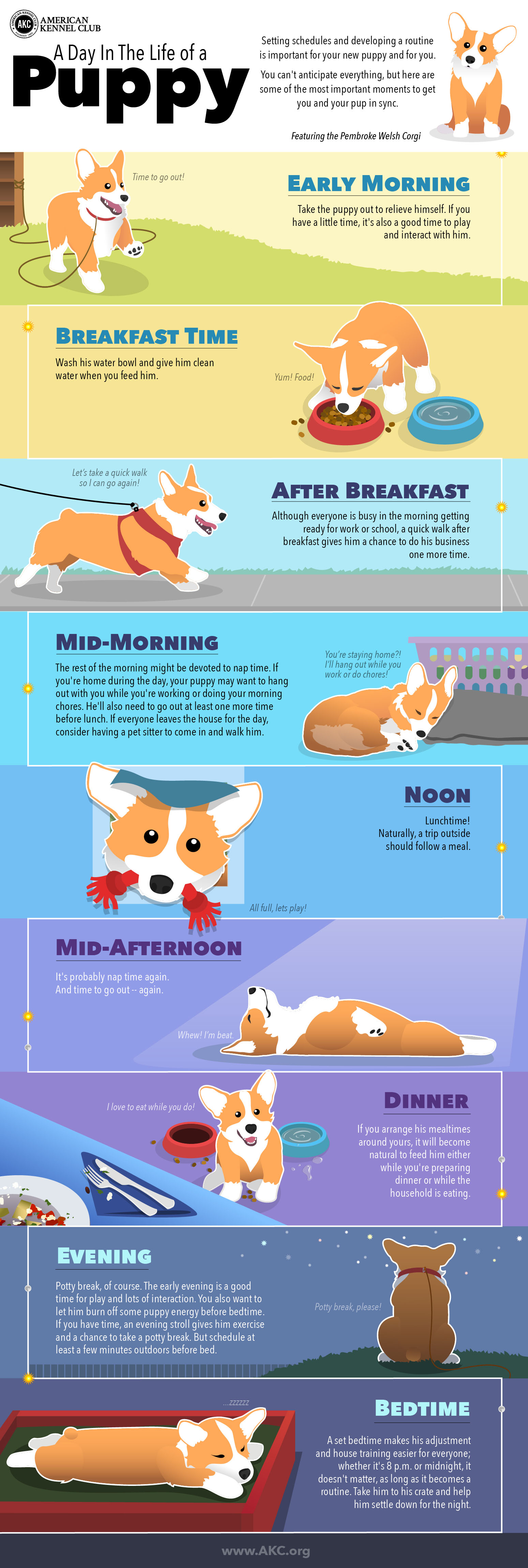 子犬のスケジュールのインフォグラフィック