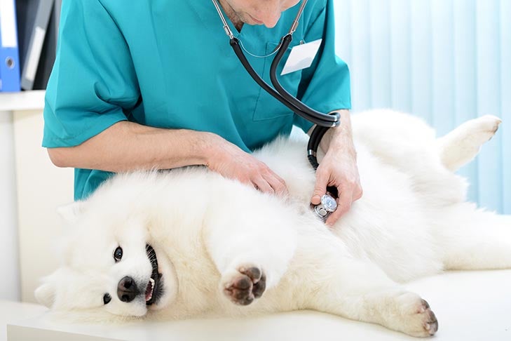雌犬