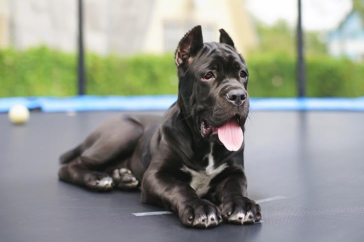 子犬の画像