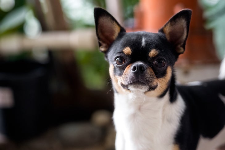 トリコロールのチワワ犬が探しています