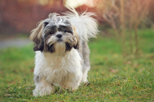 シーズー犬