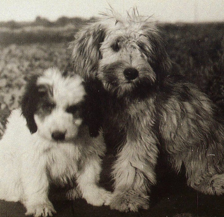 歴史的な写真に写った2頭のポリッシュ・ローランド・シープドッグの子犬