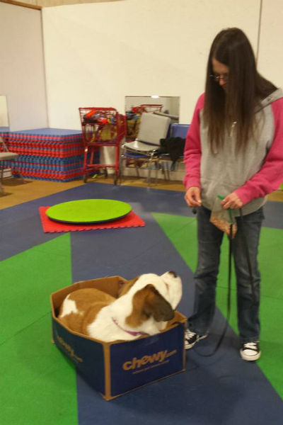 箱の中の犬 3