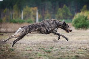 あなたが知らないアイリッシュ・ウルフハウンドの事実