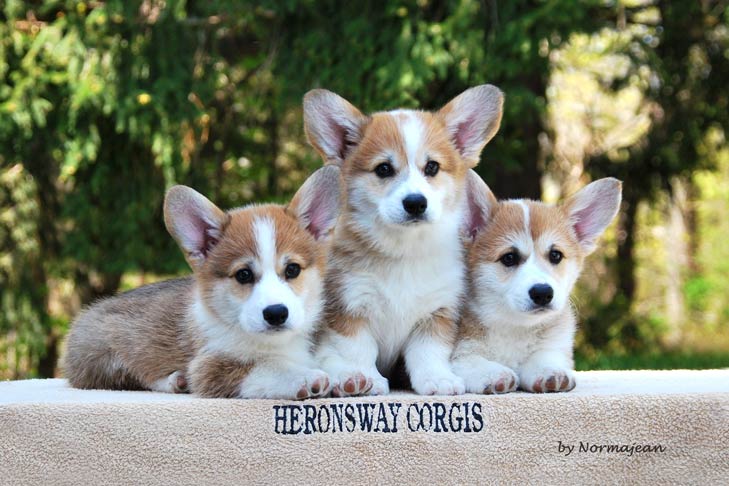 ボウズ・ペンブローク・ウェルシュ・コーギーの子犬