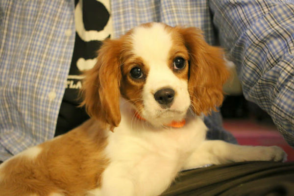 キャブの子犬
