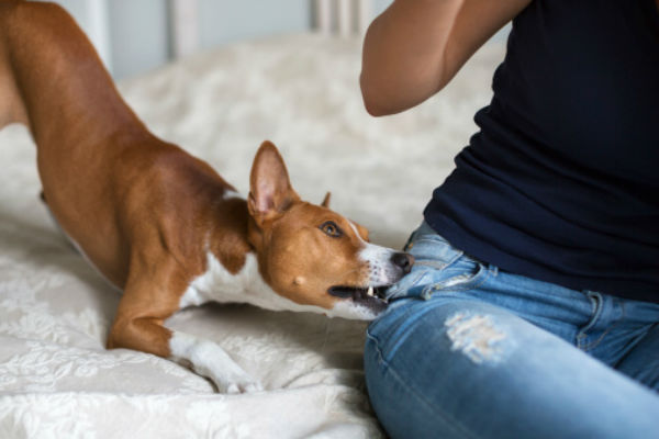 犬の咀嚼ボディ画像_