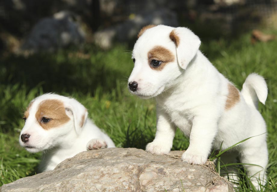 子犬