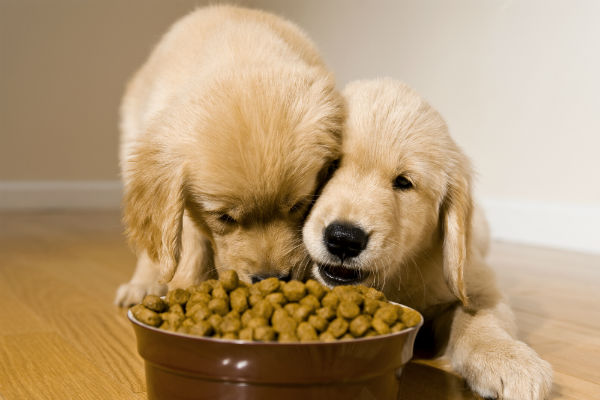 子犬_食べ物