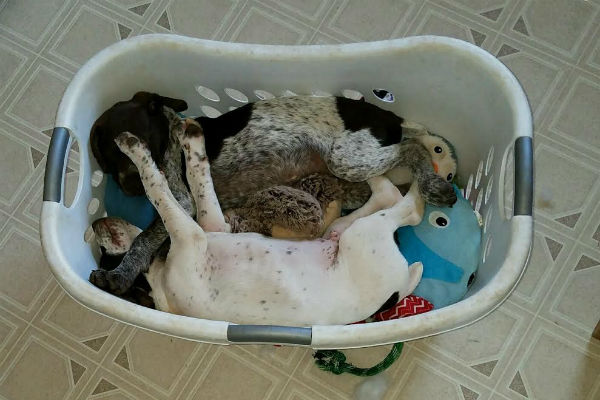 かごの中の子犬