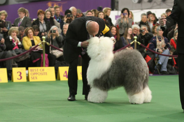 牧羊犬ウェストミンスター