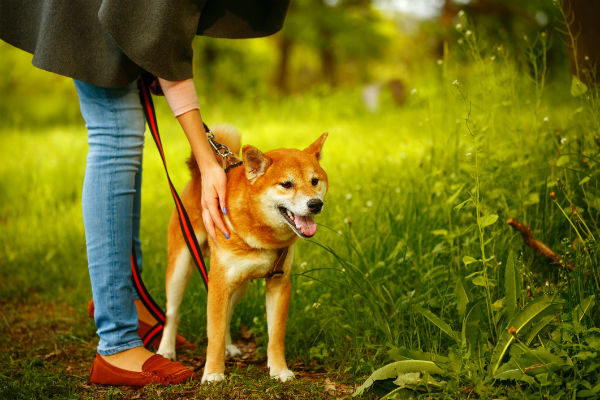 リードにつないだ柴犬