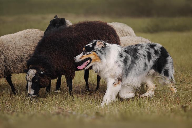 オーストラリアン シェパードが野原で羊を飼っています。