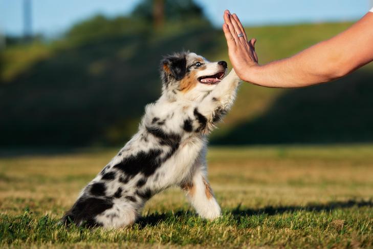 屋外でハイタッチをするオーストラリアン シェパードの子犬。