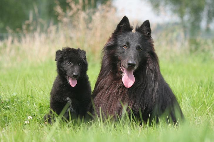 野原に寝そべるベルギー・シープドッグと子犬。
